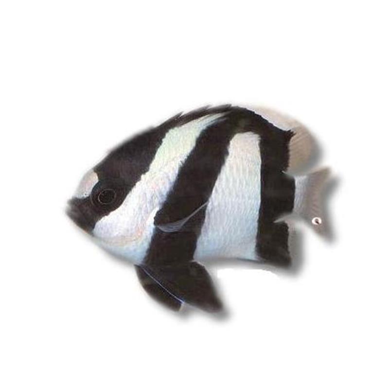 Dascyllus aruanus - imagine 3